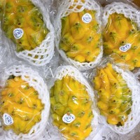 イエローピタヤ【コロンビア】