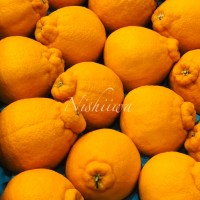 デコポン【熊本】